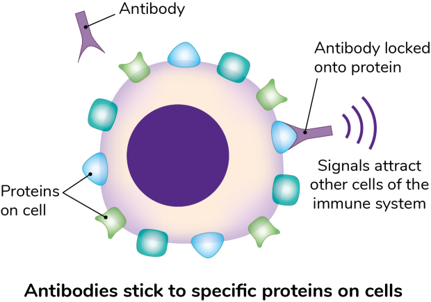 An illustrated diagram of antibodies sticking to specific proteins on cells, and the signals attracting other cells of the immune system