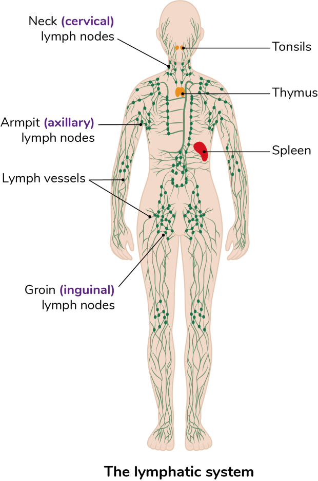 An illustrated diagram of the lymphatic system highlighting the lymph vessels, neck (cervical) lymph nodes, armpit (axillary) lymph nodes, groin (inguinal) lymph nodes, tonsils, thymus and spleen