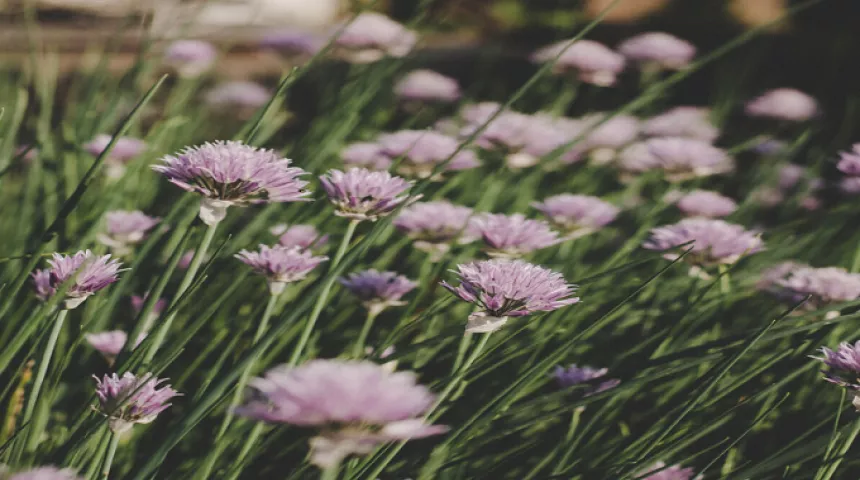 in memory flowers in field